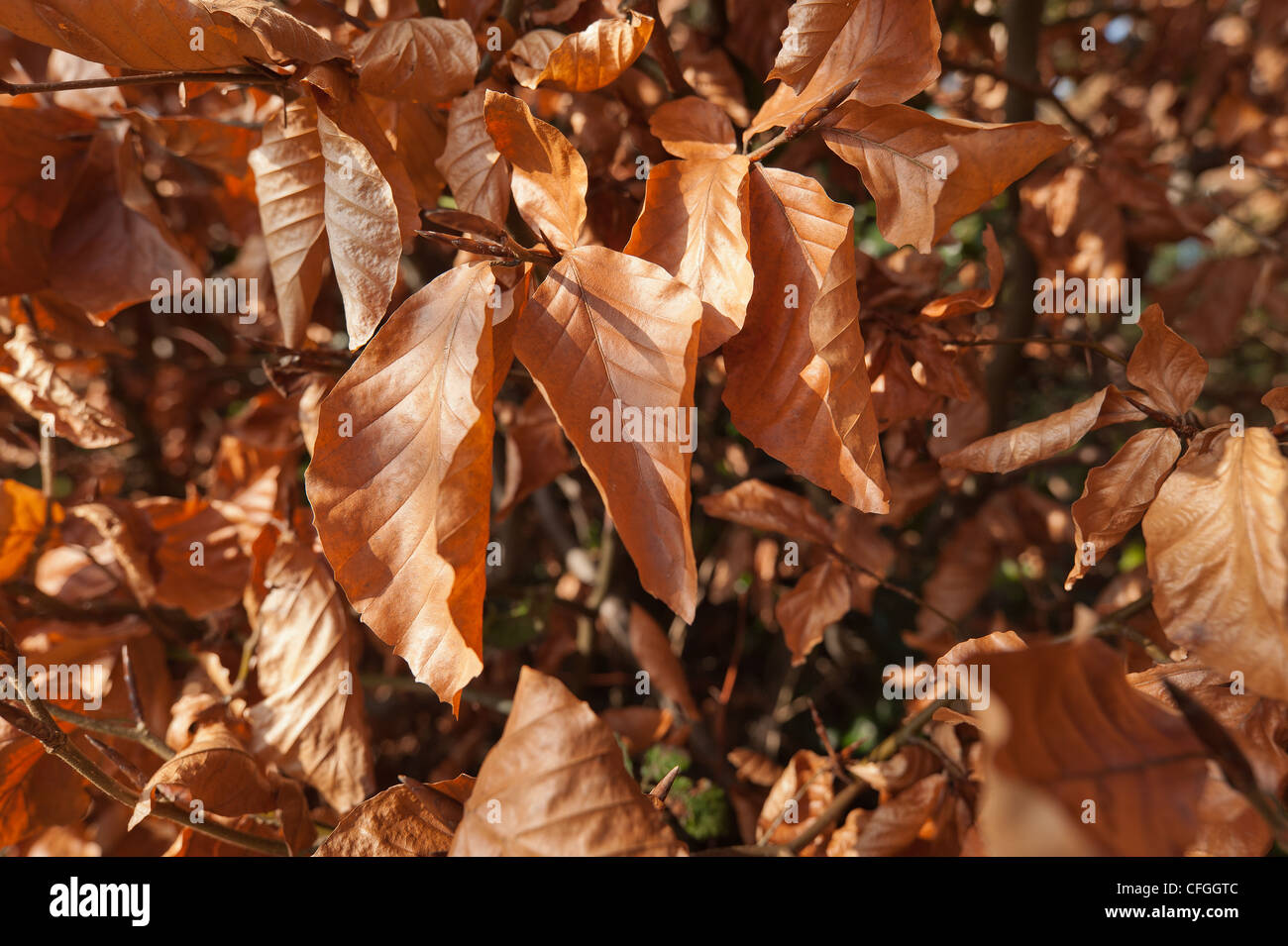 Close up de feuilles de hêtre au cours de l'hiver au printemps prêt à être remplacées par de nouvelles feuilles Banque D'Images