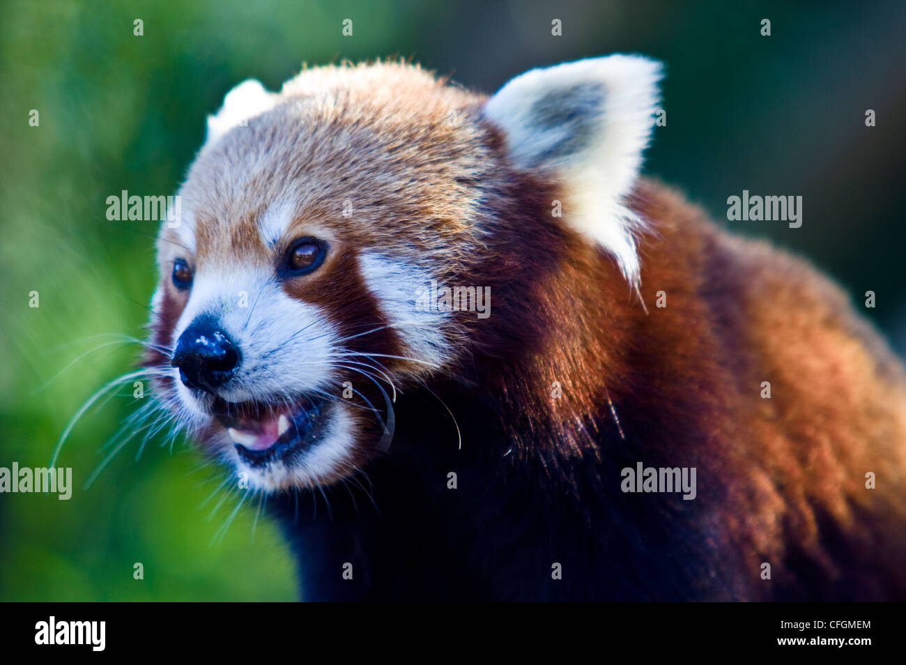 Un portrait d'un panda rouge rare dont le régime alimentaire se compose en partie de bambou. Banque D'Images