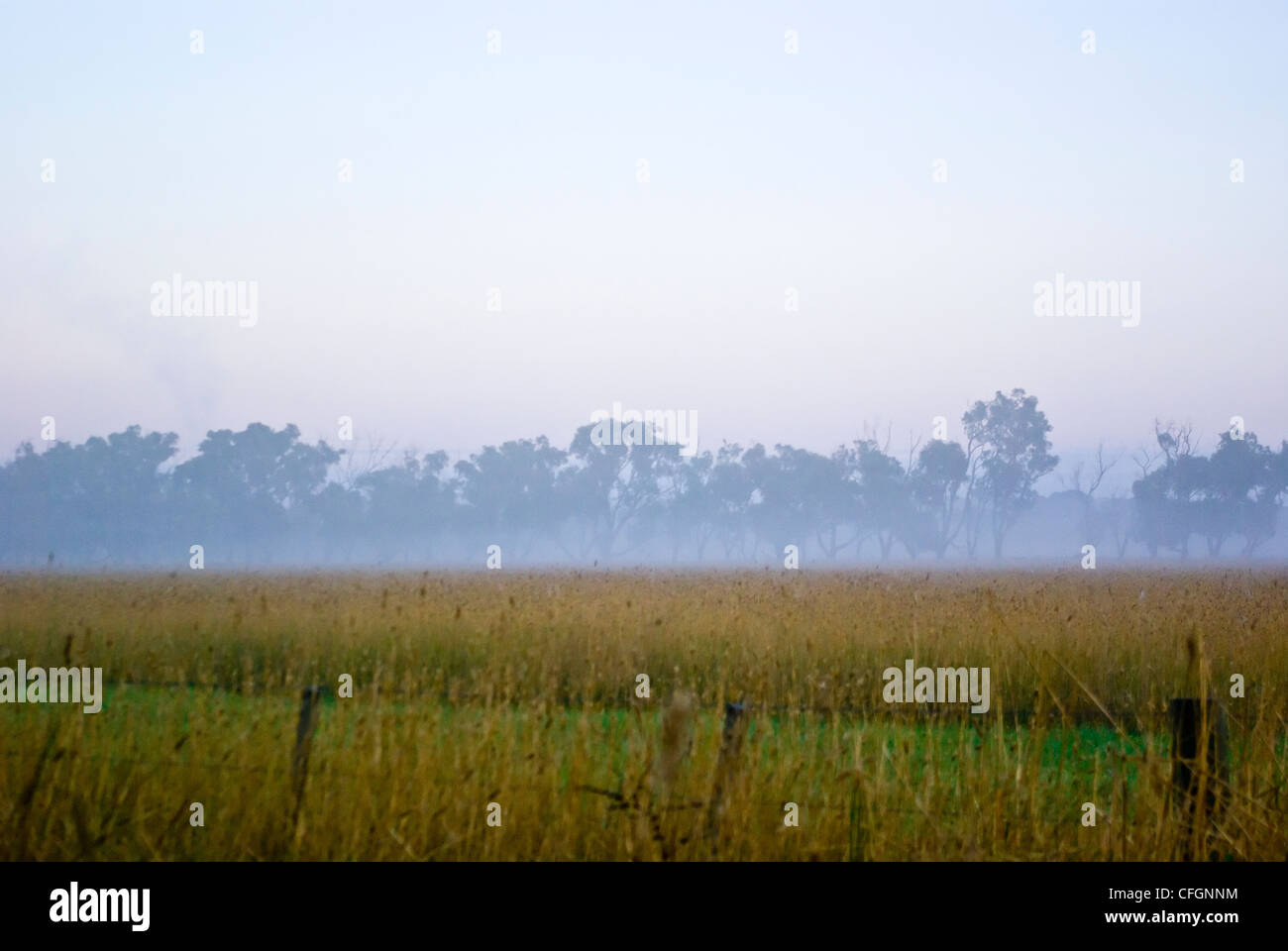 Une ligne d'arbres au-dessus d'un champ de blé d'hiver dans le brouillard à l'aube. Banque D'Images