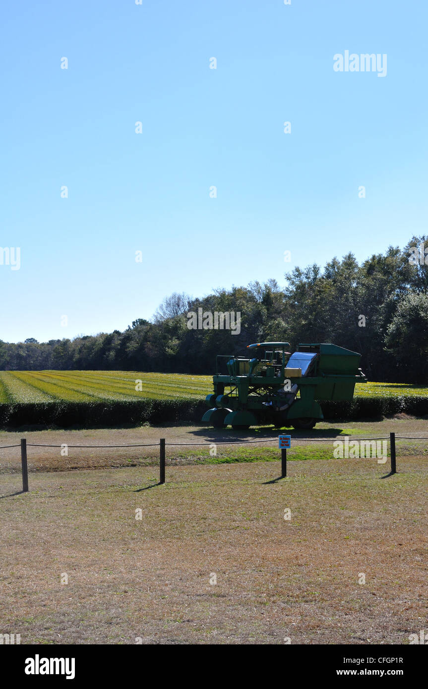 La plantation de thé de Charleston, Caroline du Sud - le seul endroit aux États-Unis où ils cultivent plateau Banque D'Images La plantation de thé de Charleston, Caroline du Sud - le seul endroit aux États-Unis où ils cultivent plateau Banque D'Images