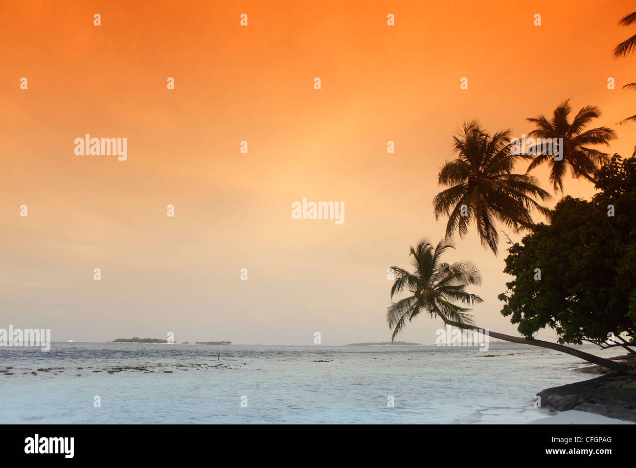 Palmiers au coucher du soleil, Biyadhoo Island, Maldives Banque D'Images