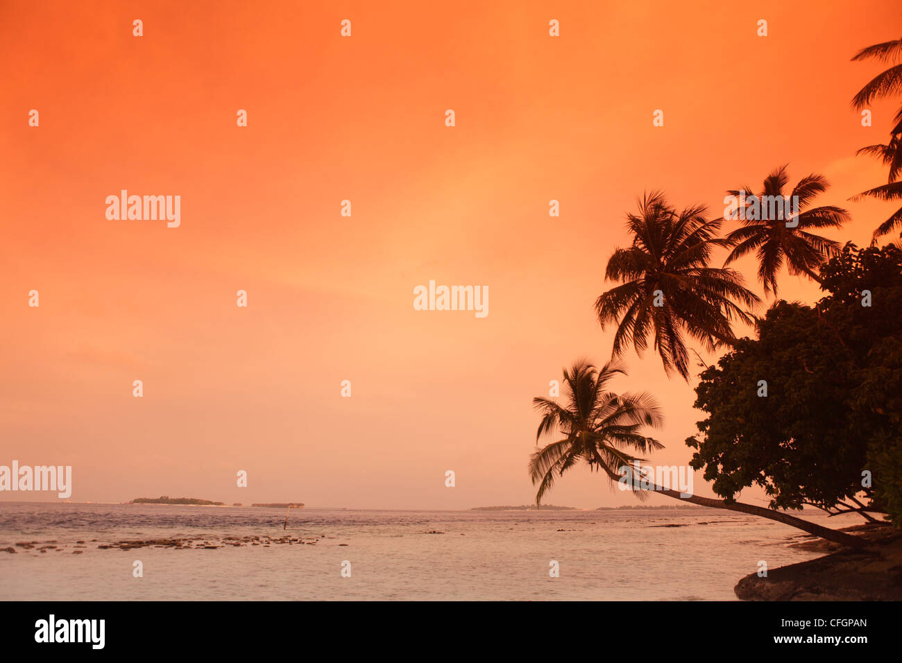 Palmiers au coucher du soleil, Biyadhoo Island, Maldives Banque D'Images
