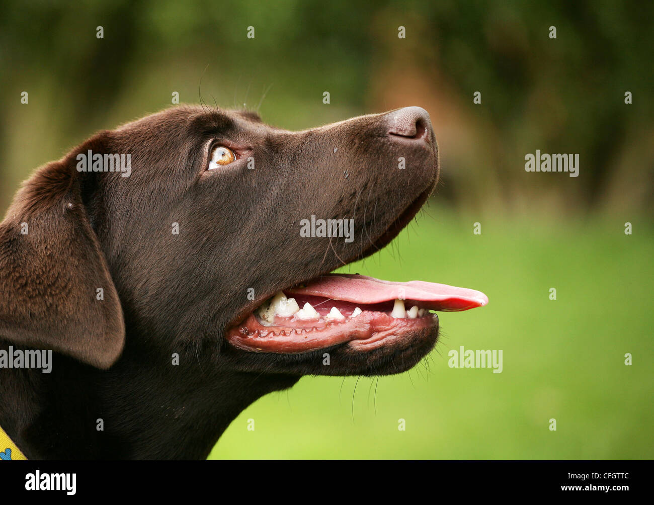 Labrador Chocolat Banque D'Images