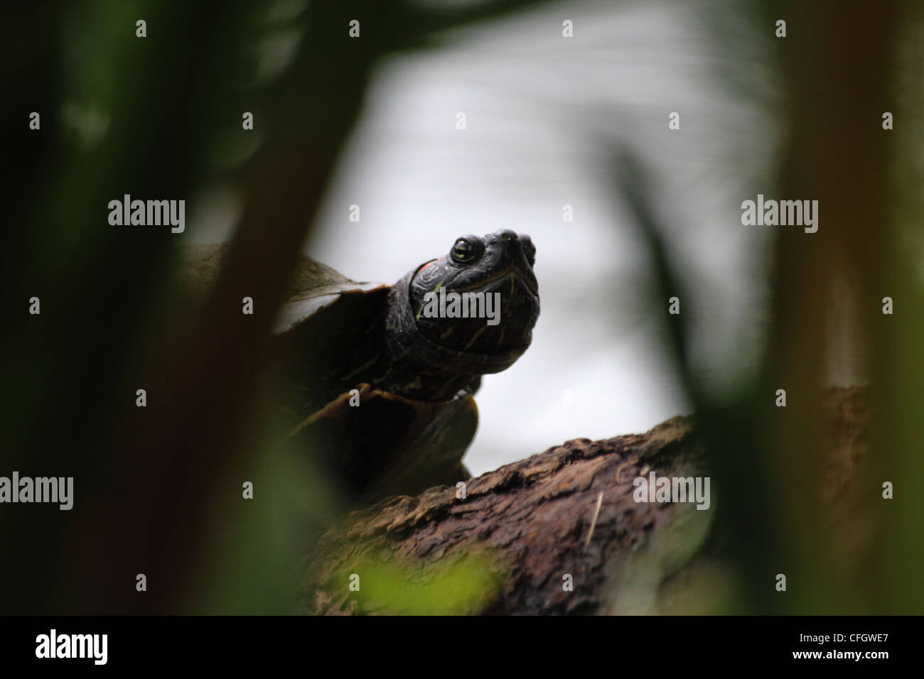 Tortue Banque D'Images