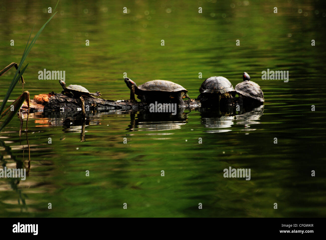 Famille tortue Banque D'Images