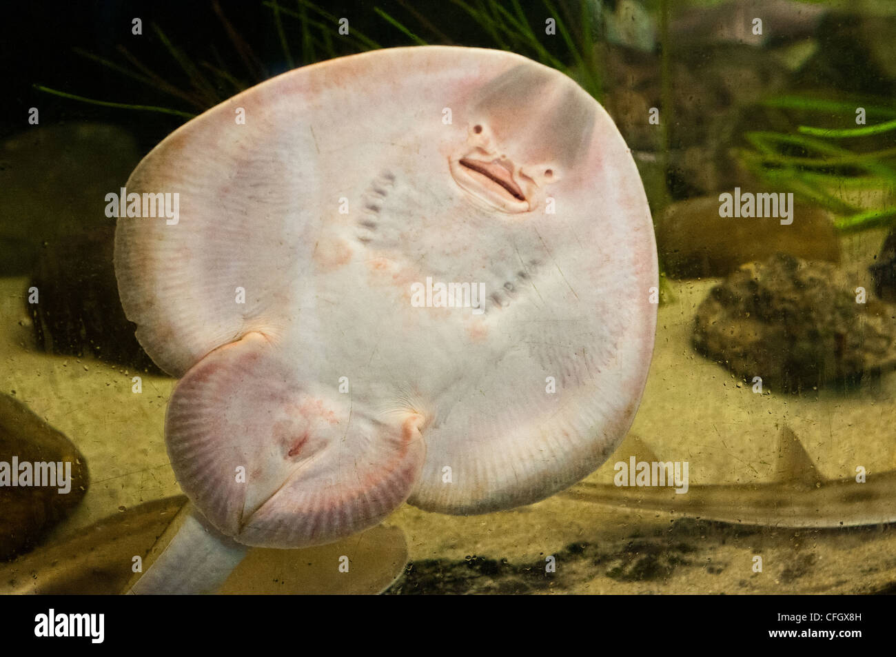 Thornback ray skate stingray Banque D'Images