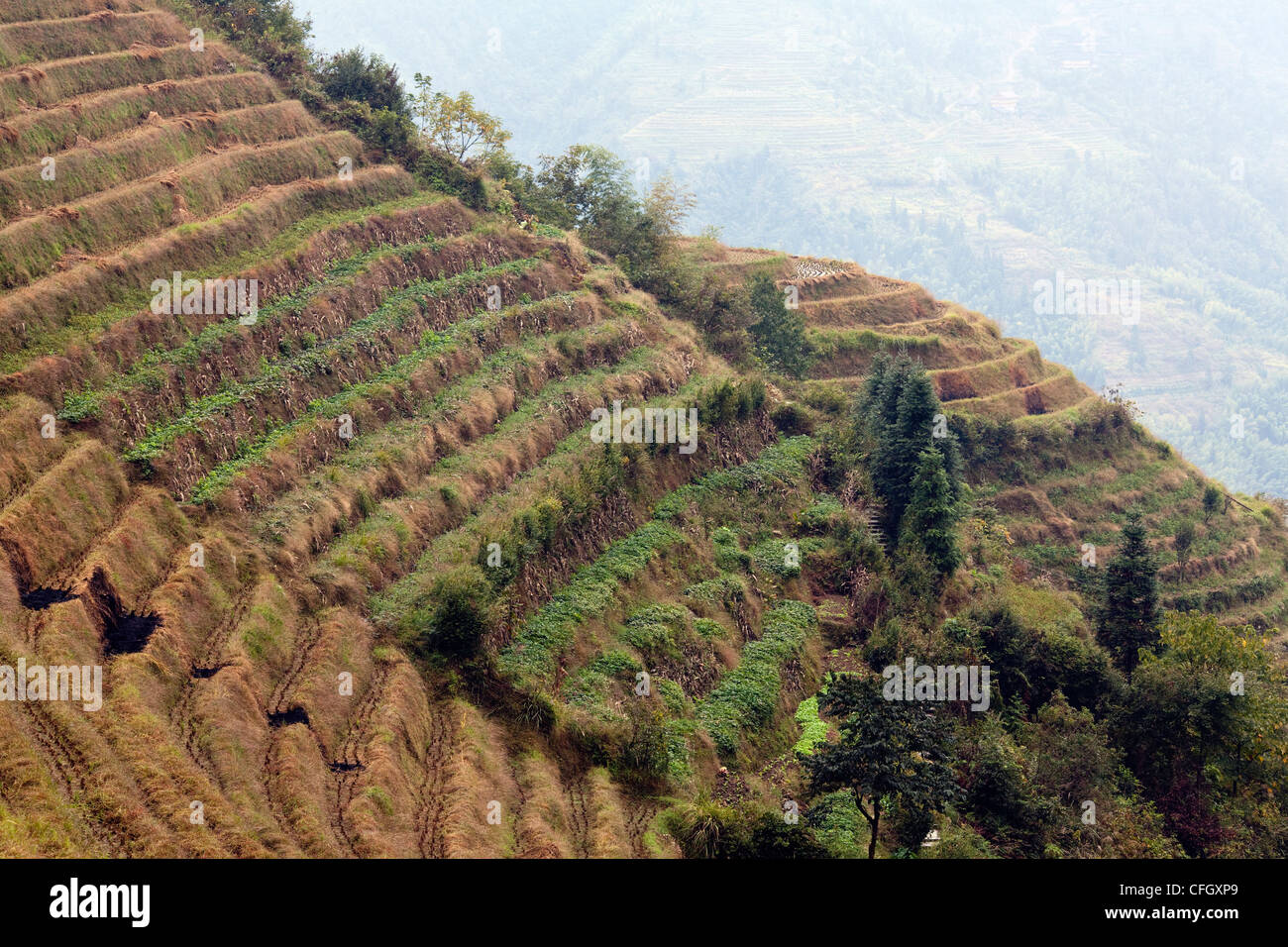 Longji (Dragon's backbone), les rizières en terrasses, Longsheng, Chine Banque D'Images