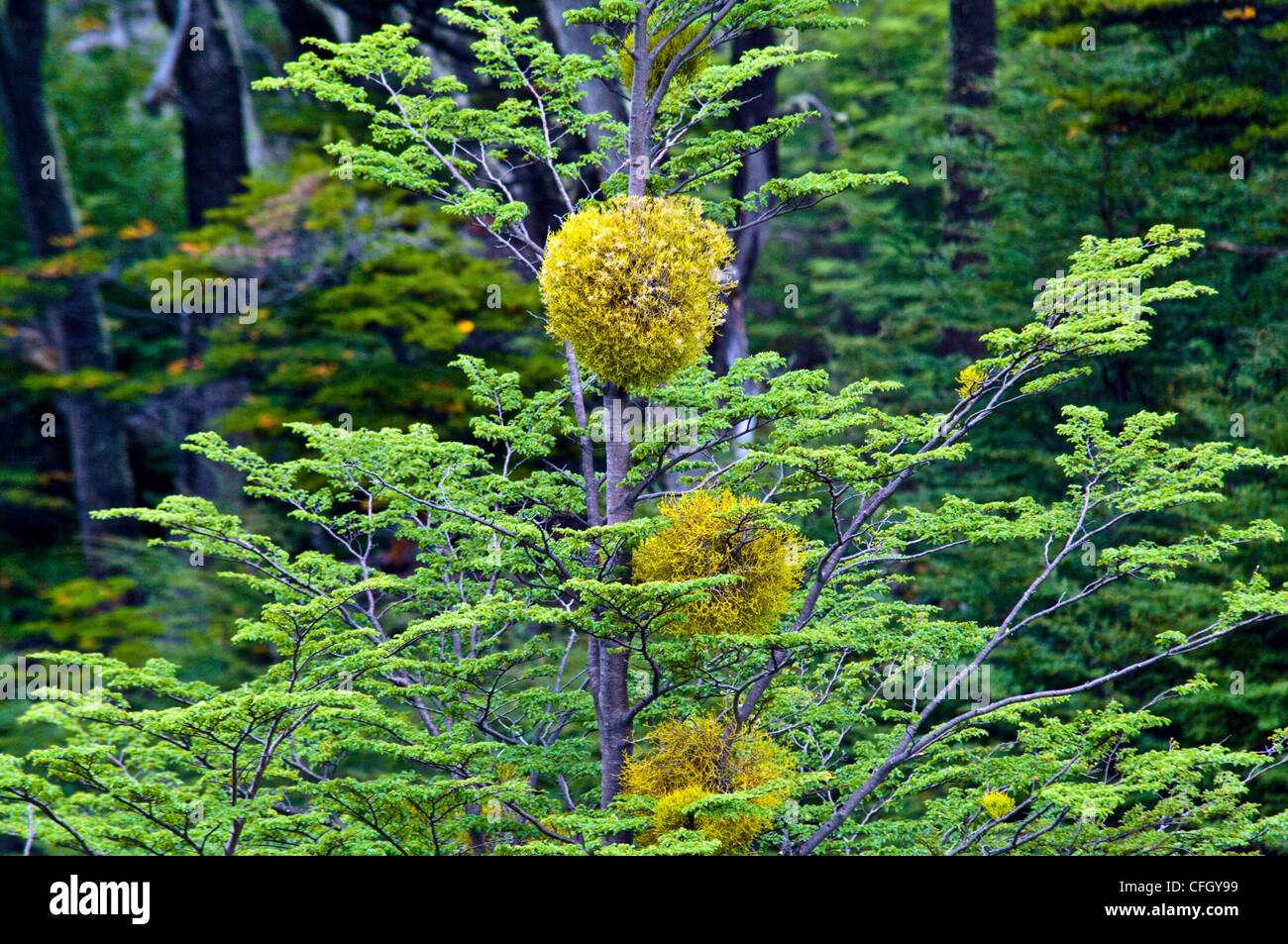 Le Gui de Patagonie du Sud sur un Beech tree, Nothofagus antarctica. Banque D'Images