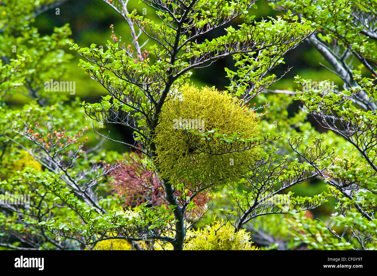 Le Gui de Patagonie du Sud sur un Beech tree, Nothofagus antarctica. Banque D'Images