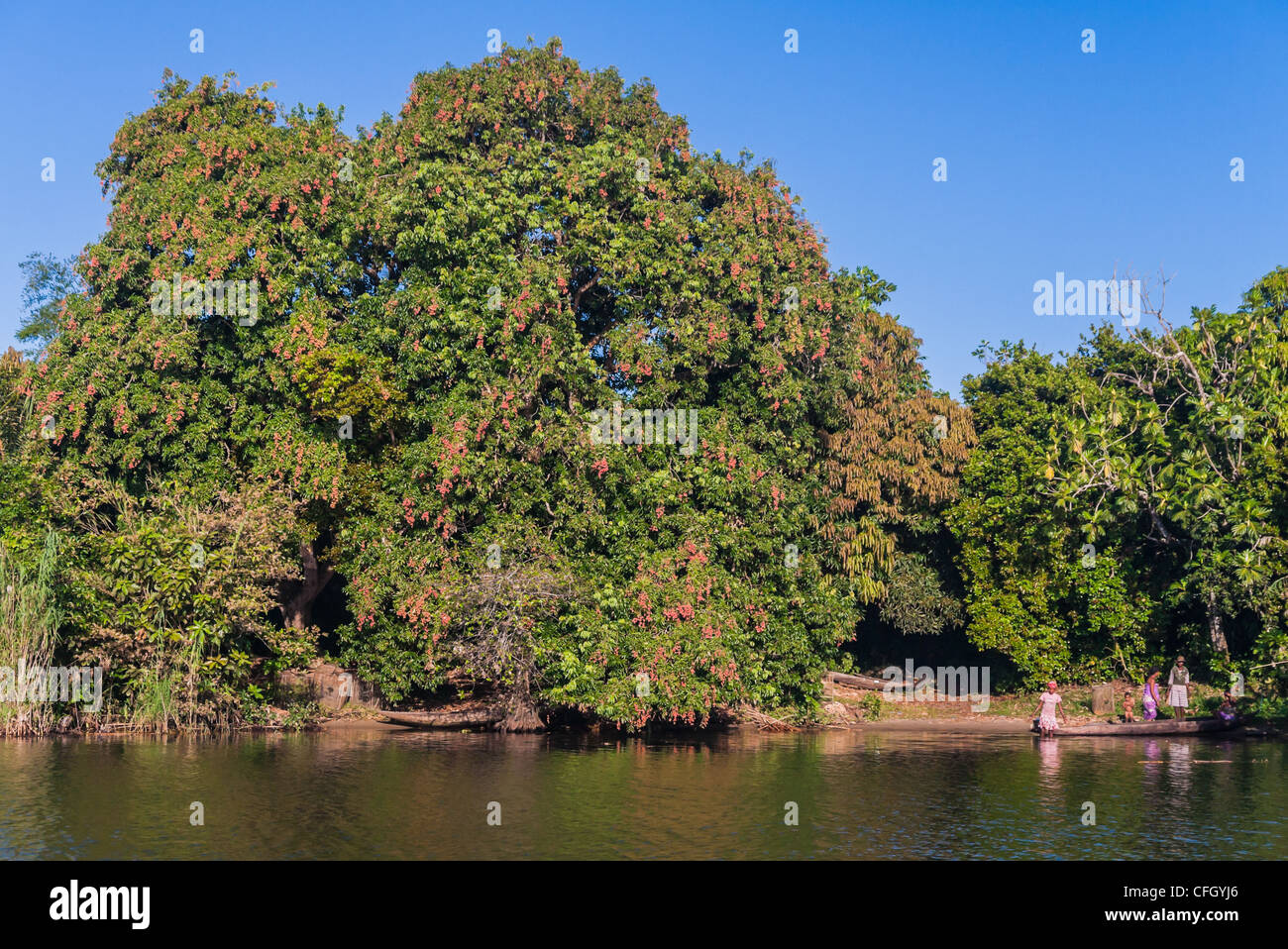 Litchi (Litchi chinensis) des arbres le long du canal des Pangalanes, est de Madagascar Banque D'Images