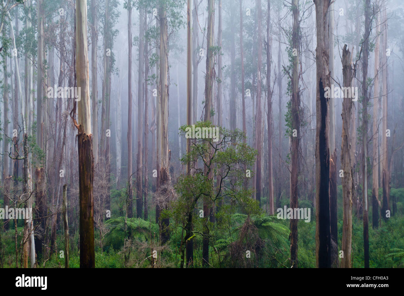 Une vallée remplie de brouillard de hautes montagnes de troncs d'arbre.. Banque D'Images