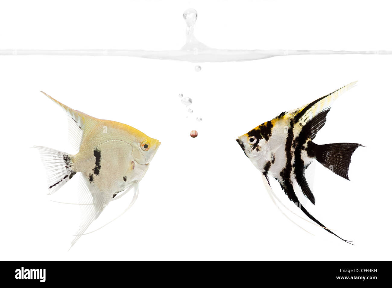 Deux poissons anges en compétition pour une pastille de nourriture Banque D'Images