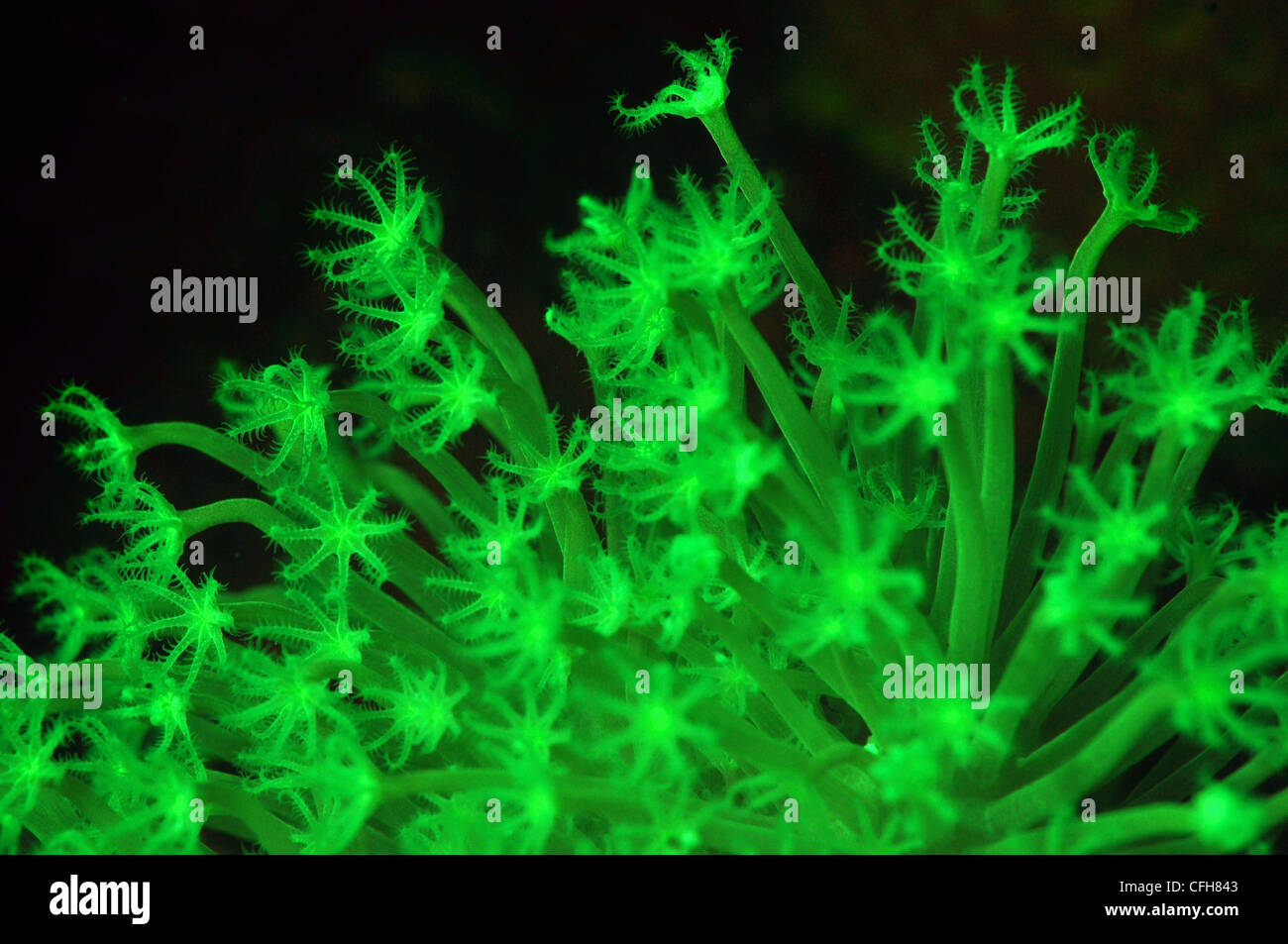 Les polypes coralliens Fluorescence sous lumière UV Banque D'Images