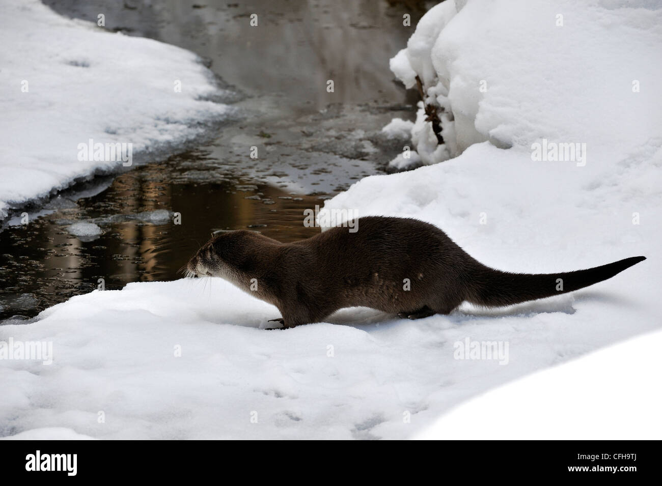 Loutre d'Europe / rivière à la loutre (Lutra lutra) sur la glace de la rivière gelée dans la neige en hiver, l'Europe Banque D'Images