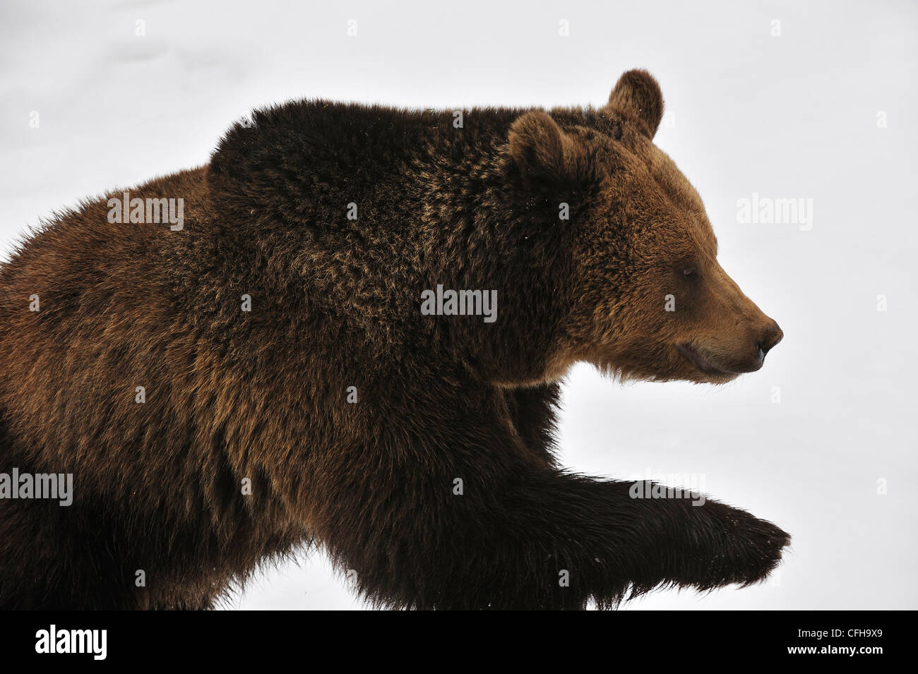Eurasian ours brun (Ursus arctos arctos) s'exécutant dans la neige en hiver, le Parc National de la forêt bavaroise, Allemagne Banque D'Images