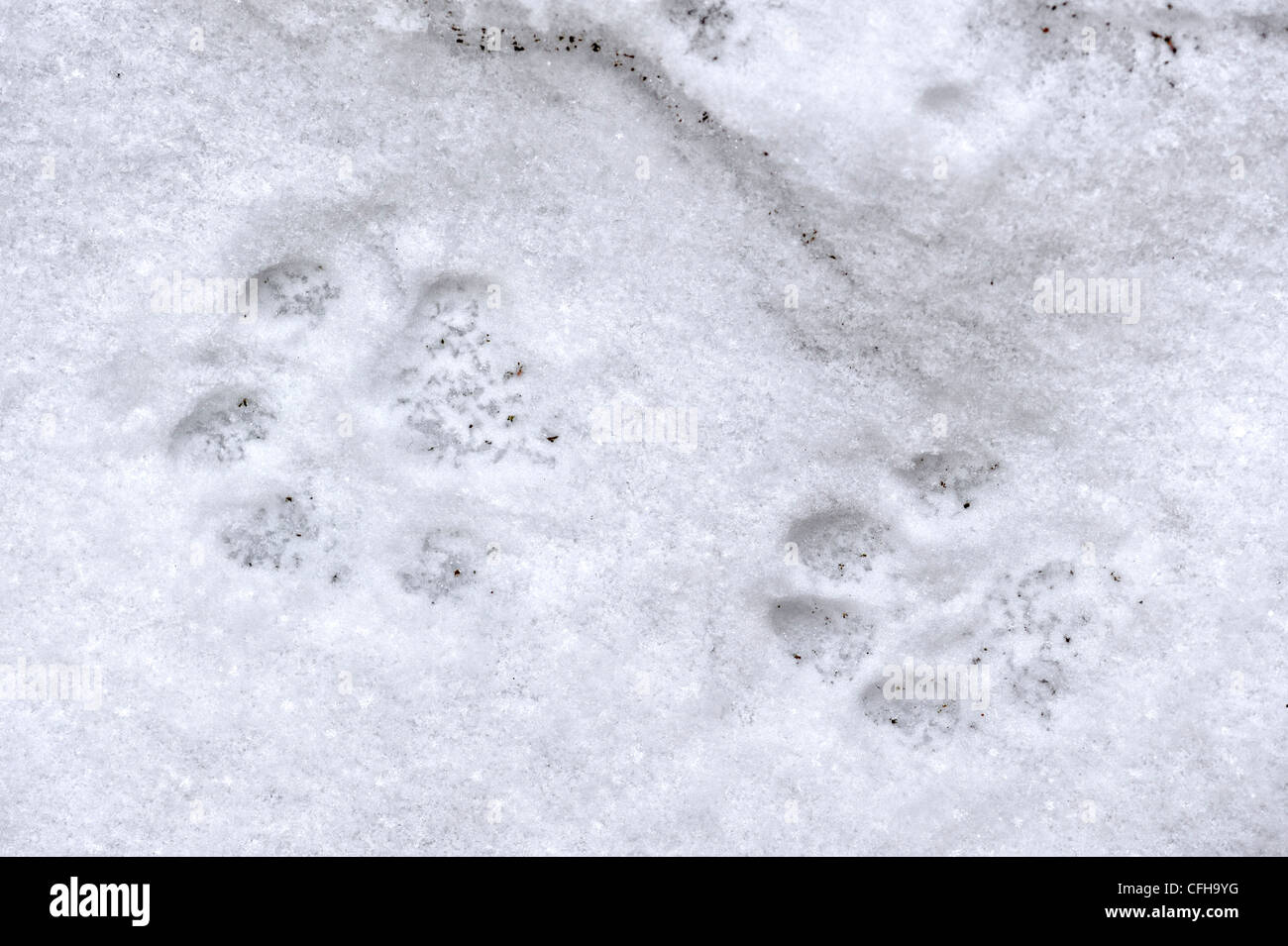 Le lynx eurasien (Lynx lynx) traces de pas dans la neige en hiver, le Parc National de la forêt bavaroise, Allemagne Banque D'Images