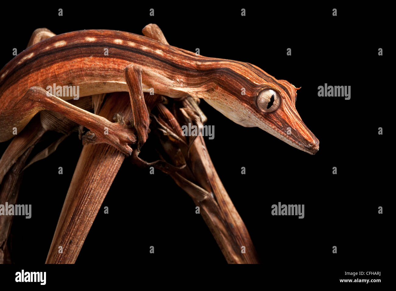 Gecko à queue de feuille bordée montrant plus sombre, nocturanal entre les feuilles de palmiers morts camouflés, Madagascar Banque D'Images