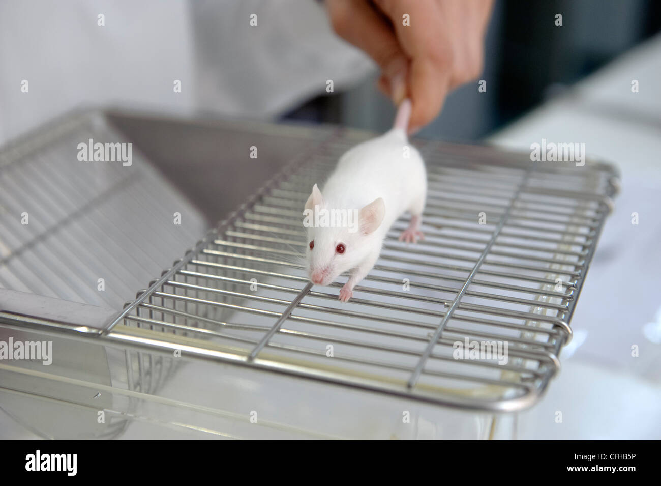 Souris Blanche Utilisee Pour La Biologie Des Laboratoires Photo Stock Alamy Souris Blanche Utilisee Pour La Biologie Des Laboratoires Photo Stock Alamy