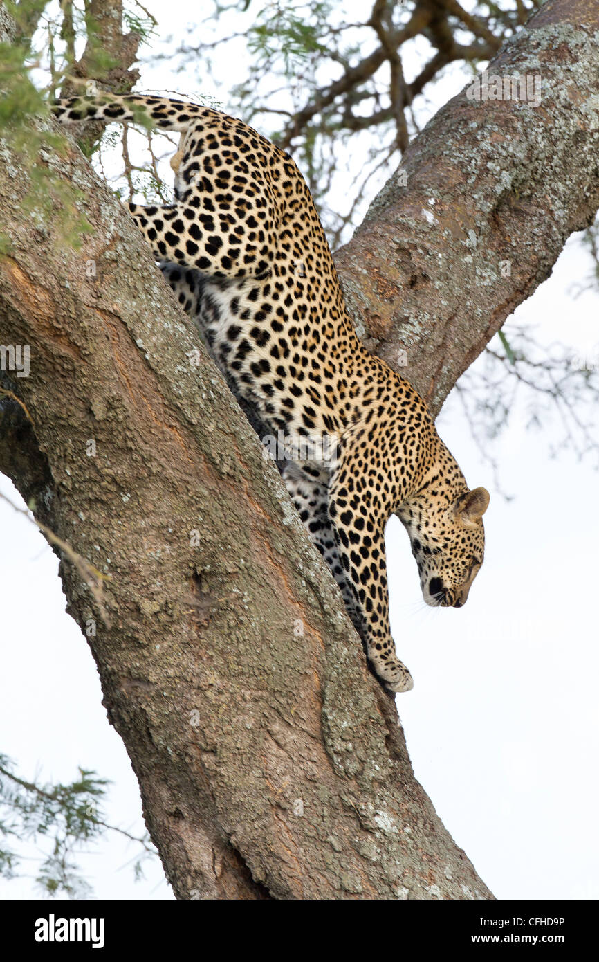 Leopard en descendant un arbre Banque D'Images