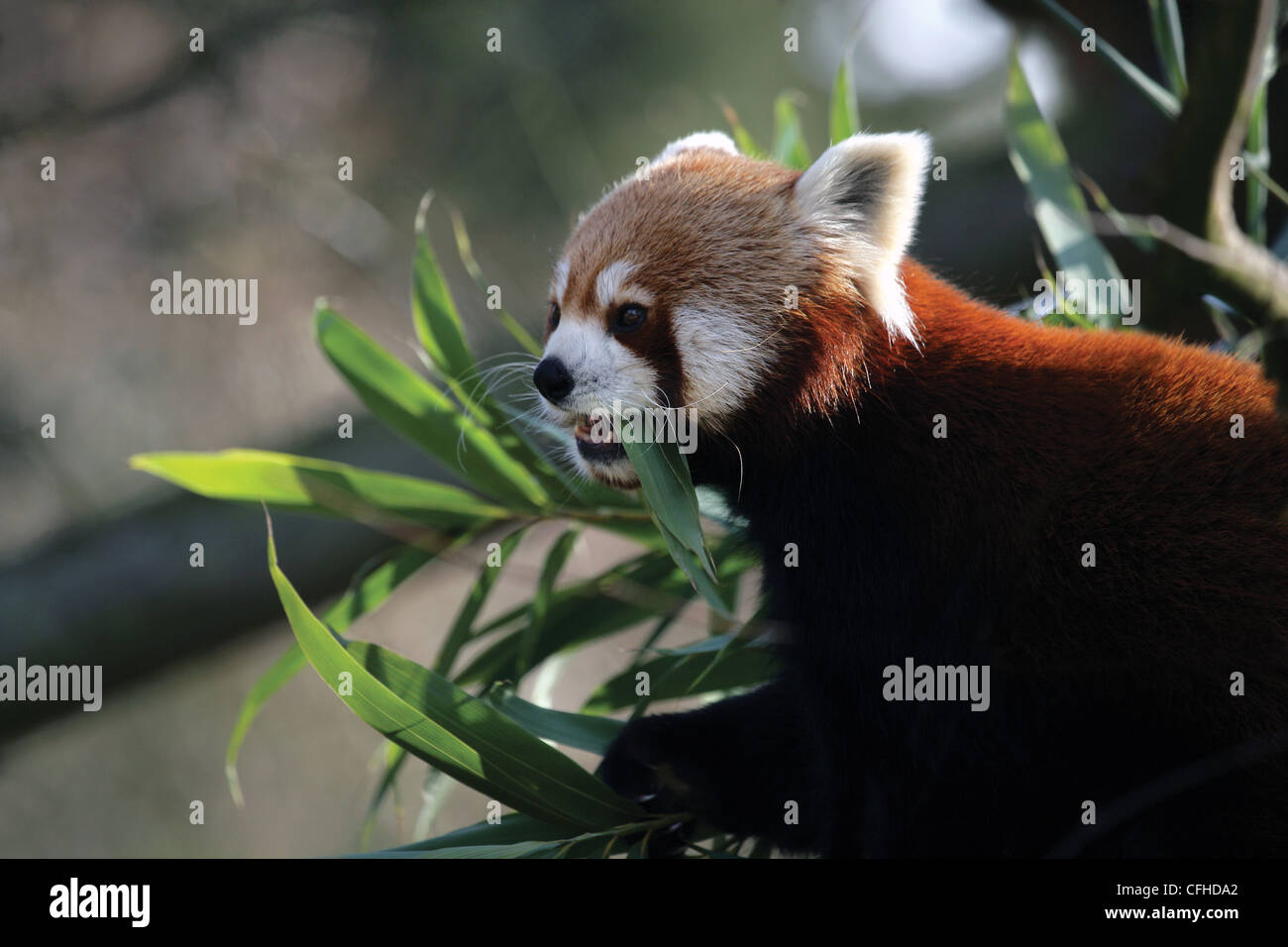 Le panda rouge (Ailurus fulgens) se nourrissent de feuilles de bambou Banque D'Images