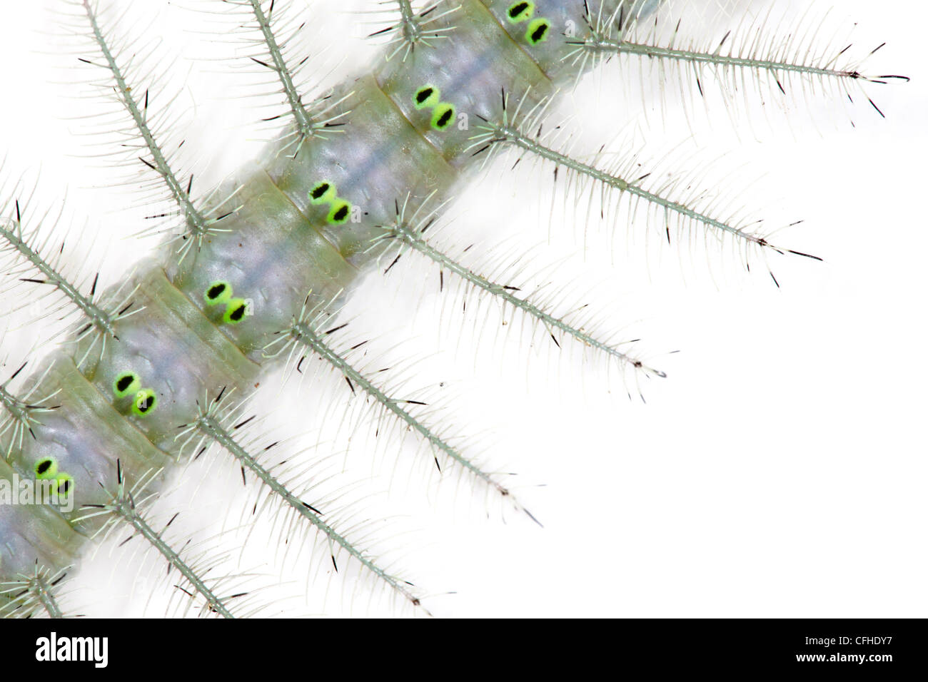 Close up caterpillar gris couverts en épines défensives, photographié sur un fond blanc. Maroantsetra, Madagascar Banque D'Images