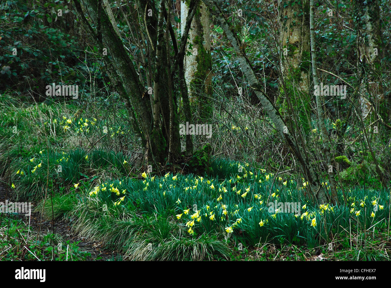 Les jonquilles sauvages dans les huîtres de taillis, Wiltshire, avril 2011. WWT réserver Banque D'Images