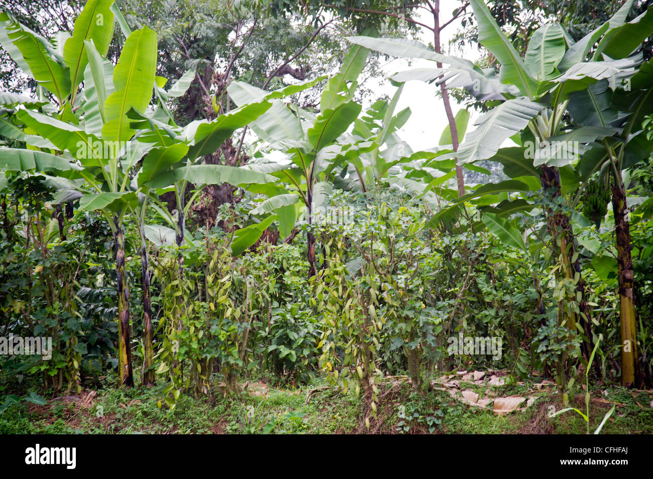 La ferme de vanille dans les Monts Rwenzori près de Bundibugyo, à l'ouest de l'Ouganda. Banque D'Images