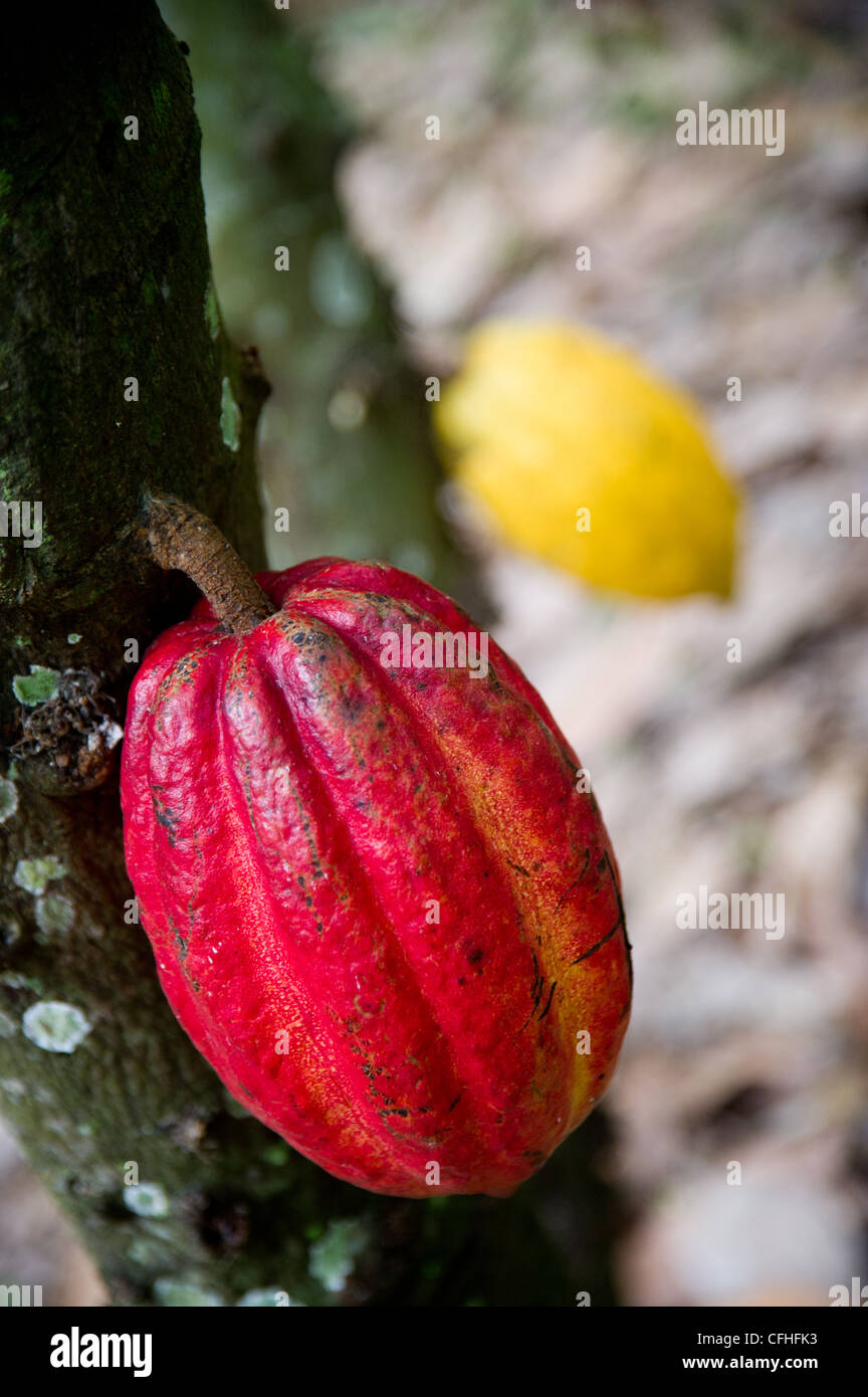 Les cabosses de cacao se suspendre à leur arbre sur une ferme dans le Rwenzori Mountains près de Bundibugyo, à l'ouest de l'Ouganda. Banque D'Images