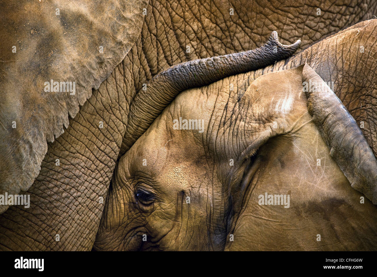 Les jeunes avec la mère de l'eléphant d'Afrique, l'Espagne, de Cabarceno Banque D'Images