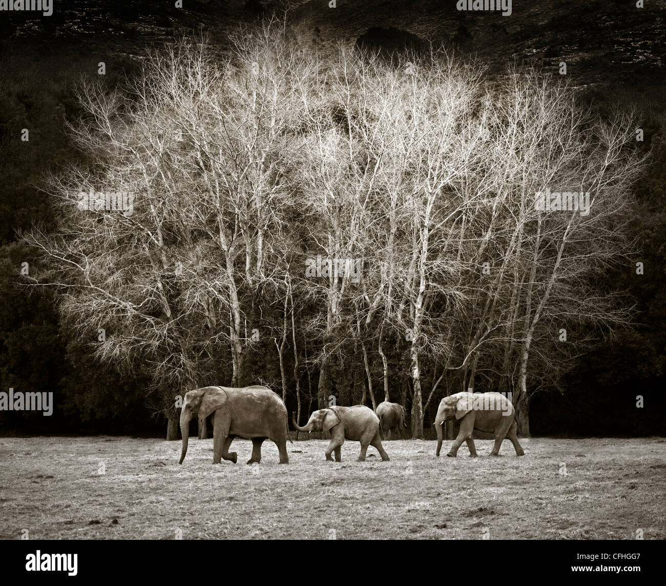 Trois éléphants africains la marche, l'Espagne, de Cabarceno Banque D'Images