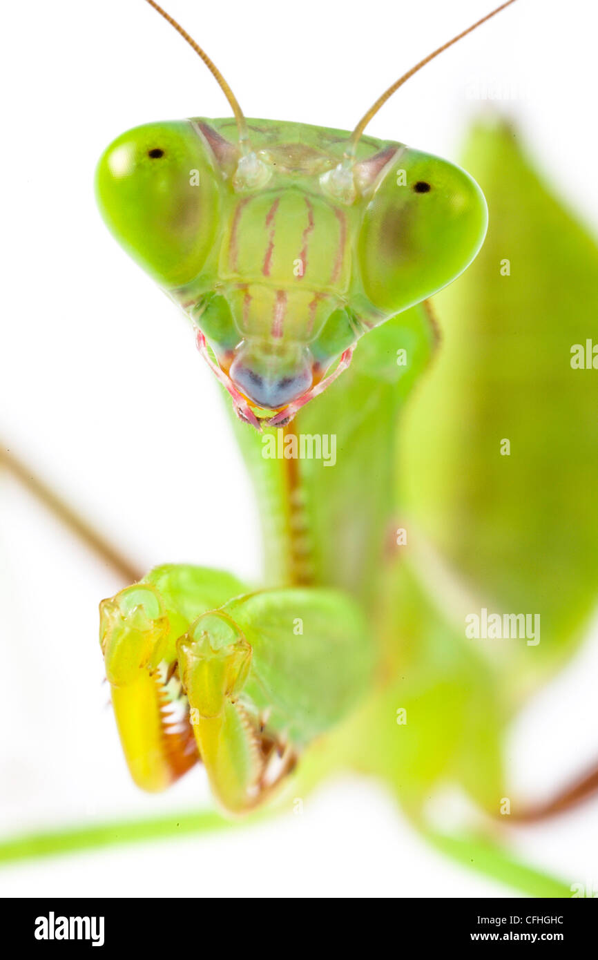 Australian Giant Rainforest Mantis subadulte. Captive, originaires d'Australie. Banque D'Images