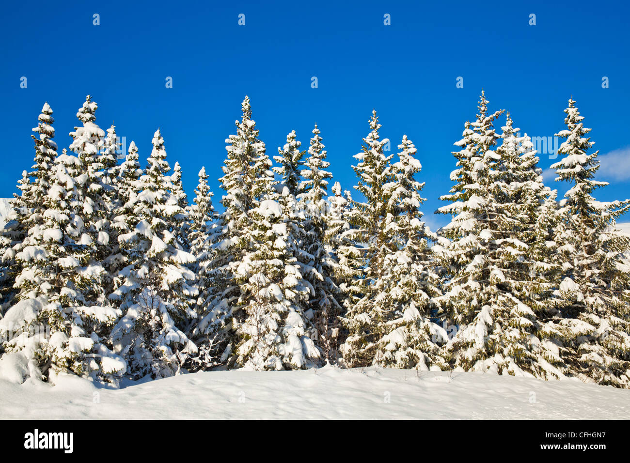 La neige a couvert de pins Troms Norvège du Nord Scandinavie Europe Banque D'Images