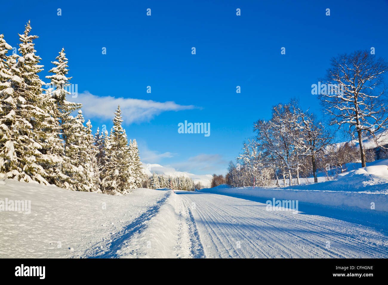 Route bordée d'arbre couvert de neige 91 Troms Norvège du Nord Scandinavie Europe Banque D'Images
