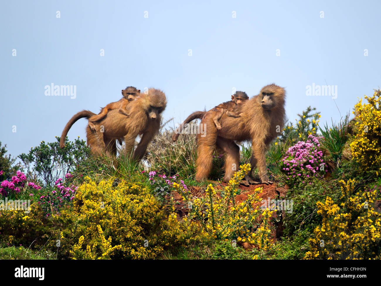 Deux babouins de Guinée avec des nourrissons, l'Espagne, de Cabarceno Banque D'Images