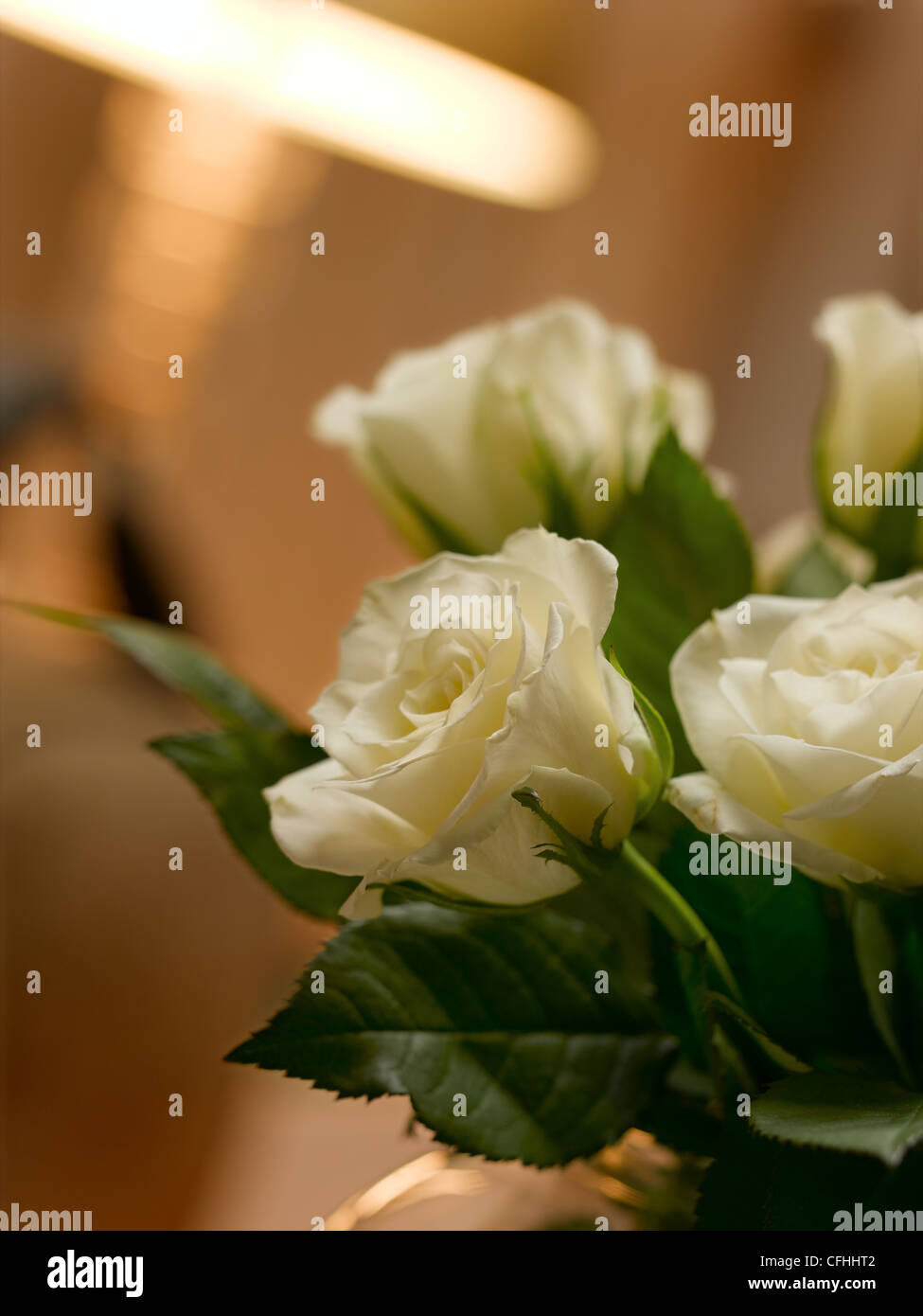 roses blanches Banque D'Images roses blanches Banque D'Images