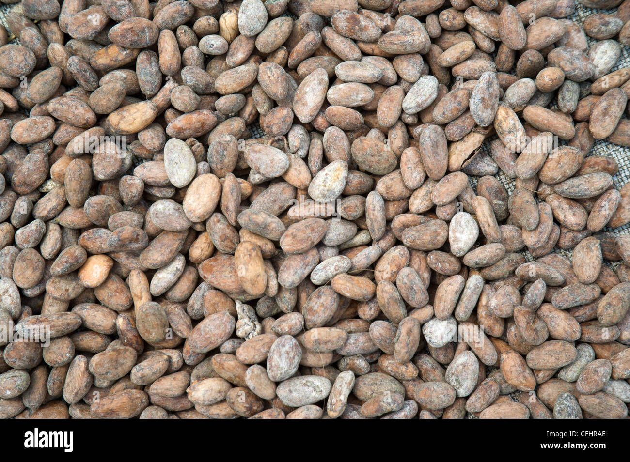 Les fèves de cacao séchant au soleil à Bundibugyo, dans l'ouest de l'Ouganda. Banque D'Images