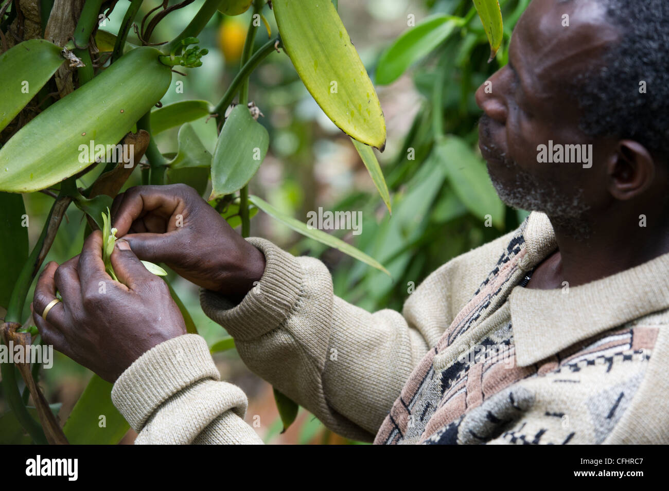 Un agriculteur fertilise les fleurs de vanille sur sa ferme dans les Monts Rwenzori près de Bundibugyo, Ouganda. Banque D'Images