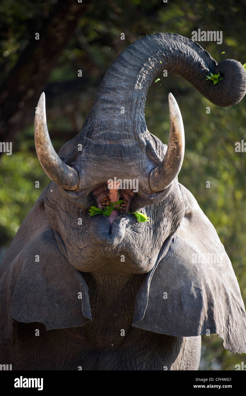 Bull adultes alimentation d'éléphants d'Afrique. Berges de la Rivière Luangwa. South Luangwa National Park, Zambie. Banque D'Images