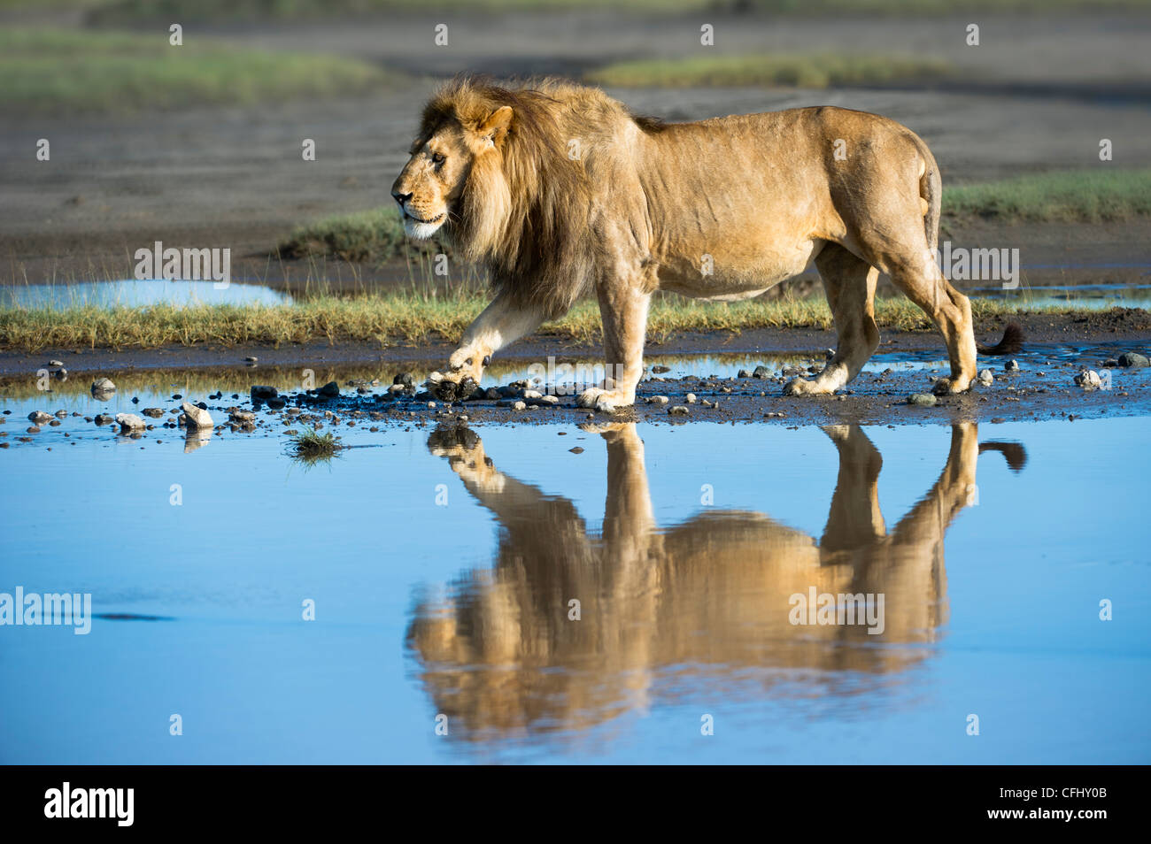 African Lion mâle montrant une réflexion au marais Big, Ngorongoro, Serengeti, Tanzanie Banque D'Images