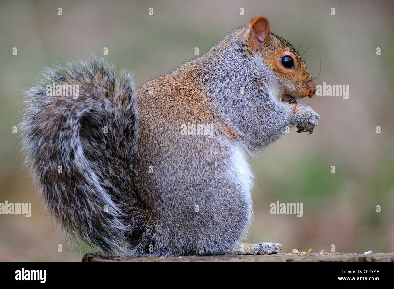 Un écureuil gris assis et de manger une noix UK Banque D'Images