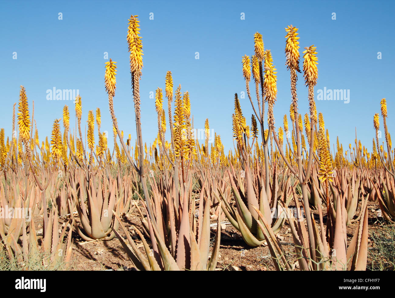 Laloe Vera De Culture Fleur Sur Fuerteventura îles