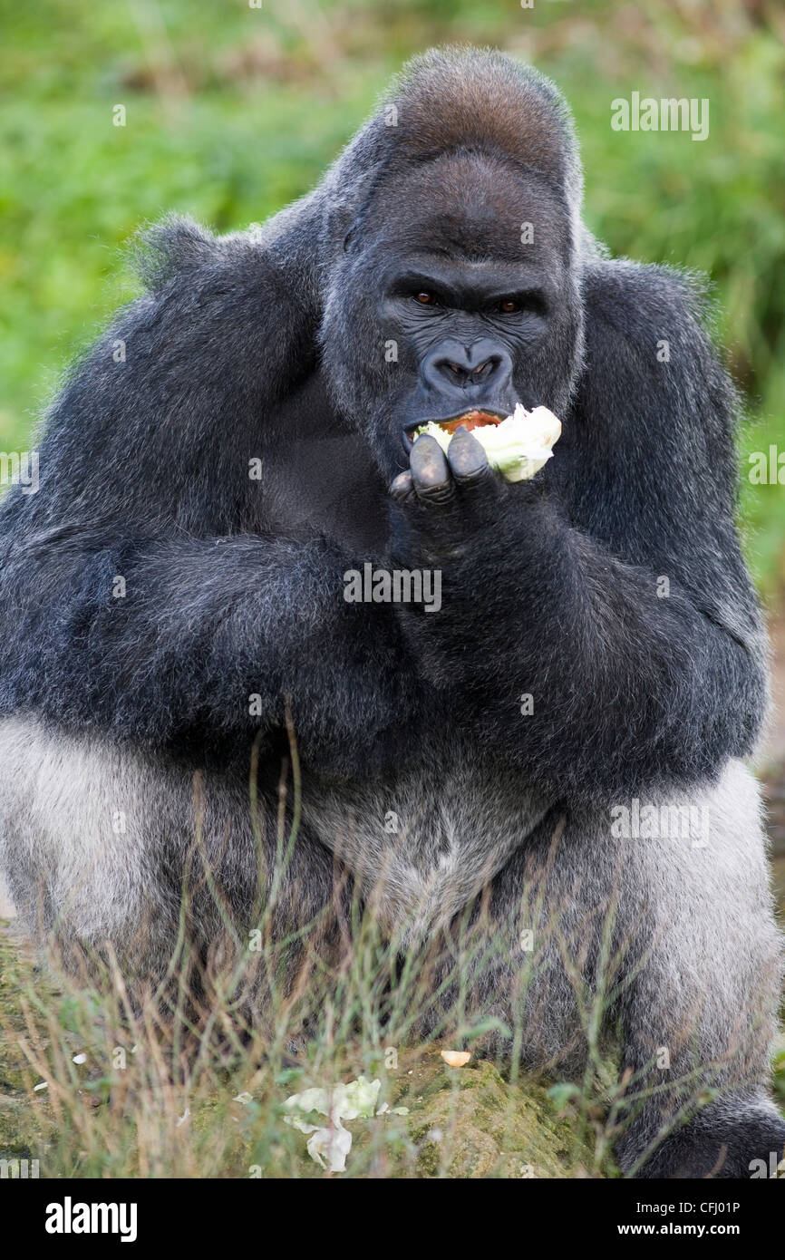 Silverback gorilla de manger un repas de feuilles de chou dans le zoo Banque D'Images