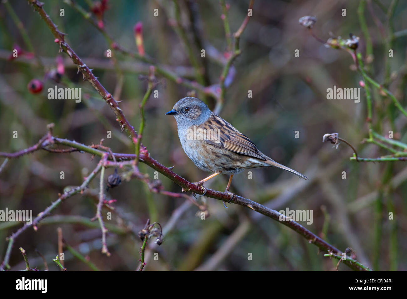 La Haie Sparrow ou nid Prunella modularis Banque D'Images