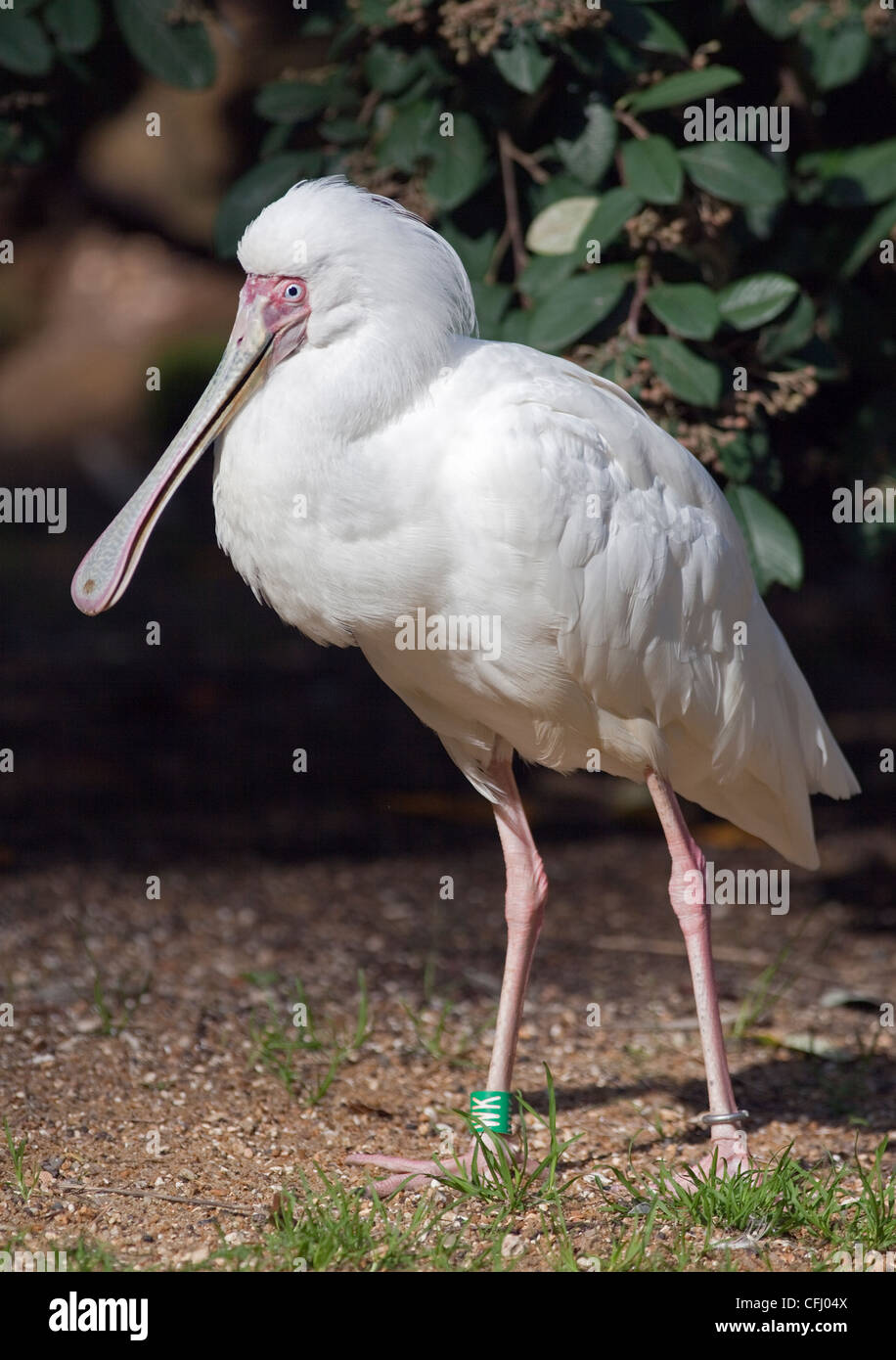 Spatule d'Afrique (platalea alba) Banque D'Images