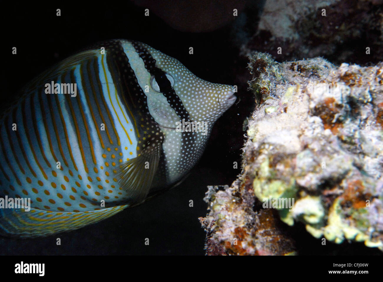 La Mer Rouge Sailfin Tang prises dans la région de Marsa Shagra Marsa Alam en Mer Rouge, Egypte. Banque D'Images