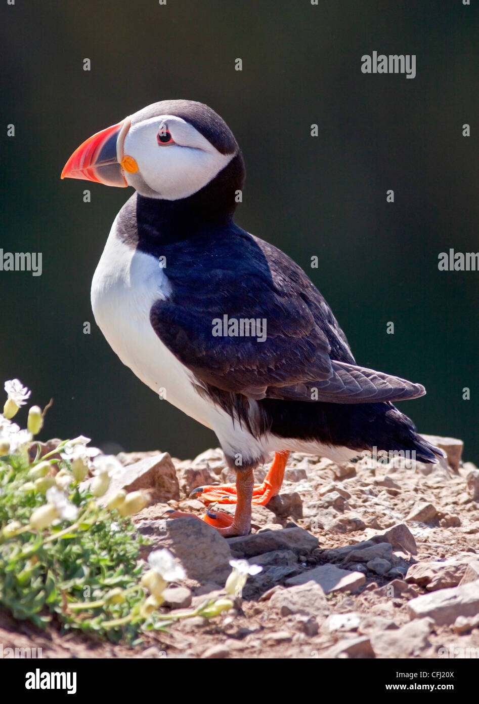 Macareux moine (Fratercula arctica), pays de Galles, l'île de Skomer Banque D'Images