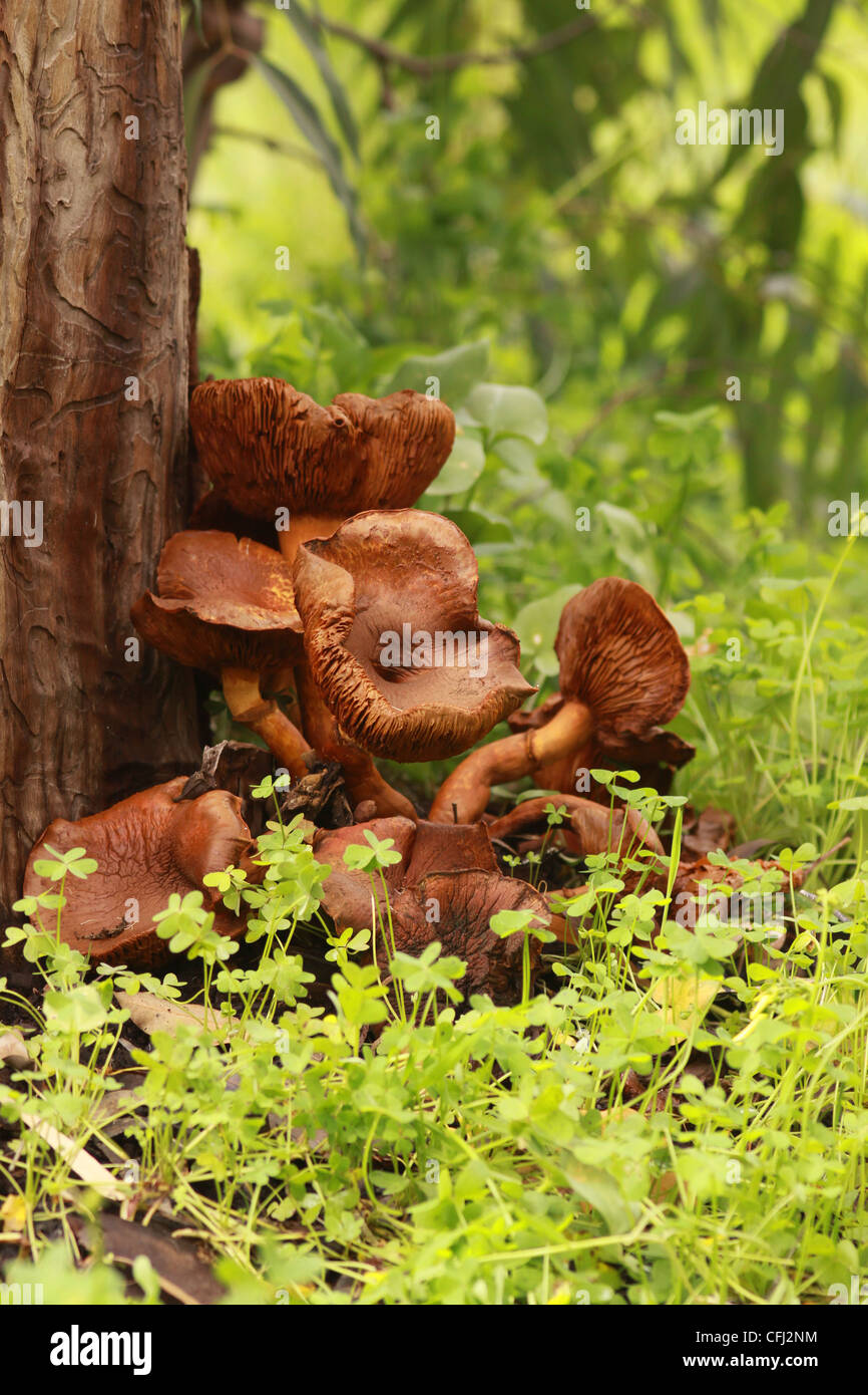 Jack-o'-lantern (Omphalotus olearius) champignons croissant sur arbre mort Banque D'Images