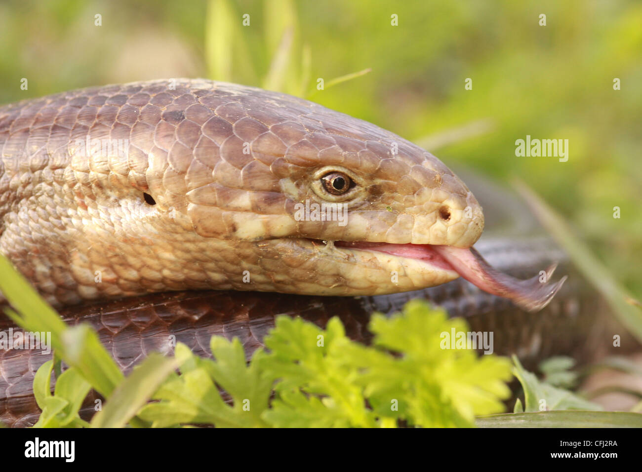 Legless lizard Banque de photographies et d’images à haute résolution ...