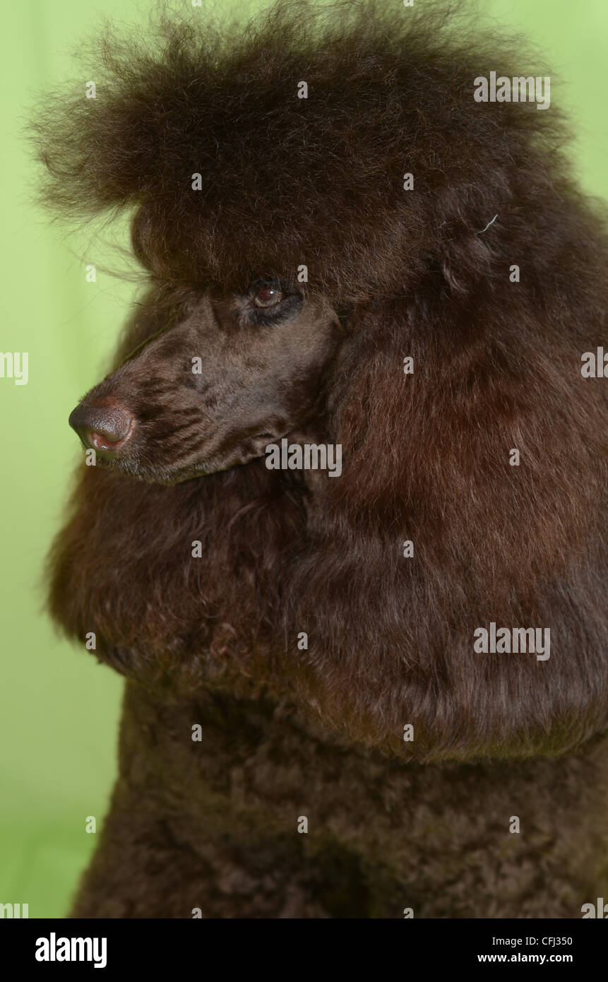 Caniche miniature brun closeup Banque D'Images