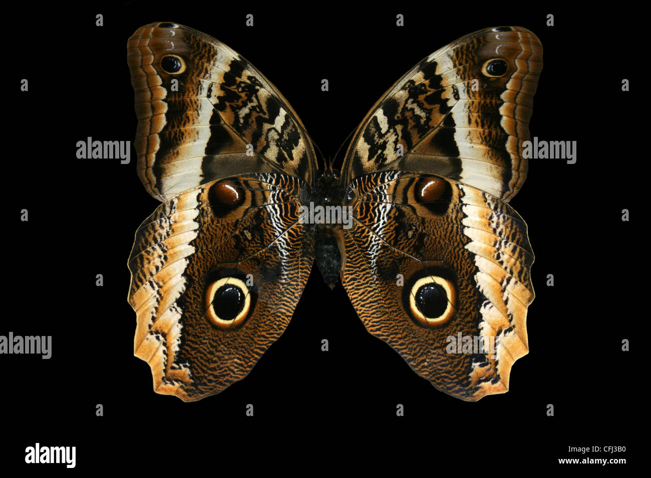 Grumes de jaune Hibou Caligo atreus géant spécimen monté sur fond noir Banque D'Images